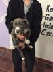 Blueline Staffordshire Terrier Welpen